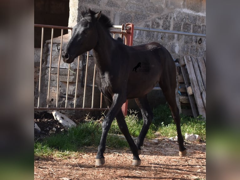 Menorcaanse Merrie 1 Jaar 160 cm Zwart in Menorca