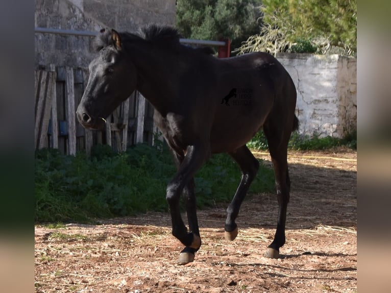 Menorcaanse Merrie 1 Jaar 160 cm Zwart in Menorca