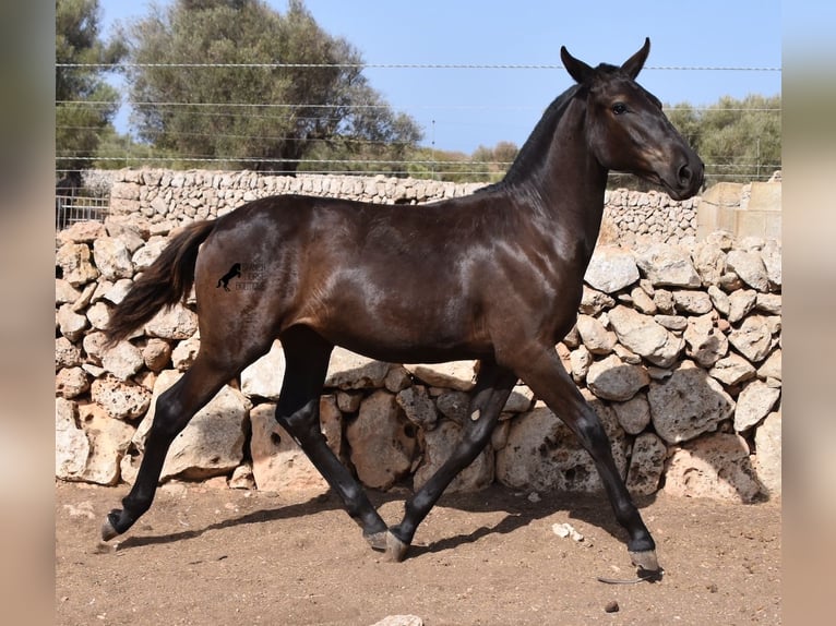 Menorcaanse Merrie 1 Jaar 160 cm Zwart in Menorca