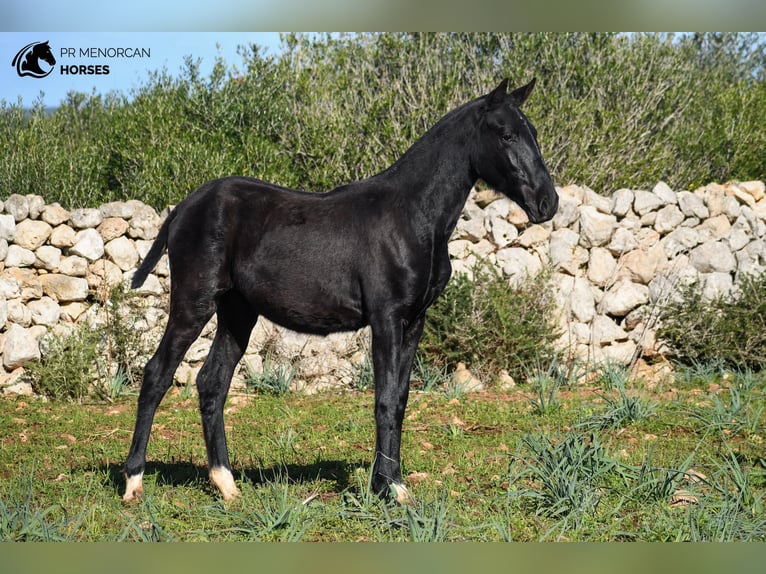 Menorcaanse Merrie 1 Jaar 160 cm Zwart in Menorca