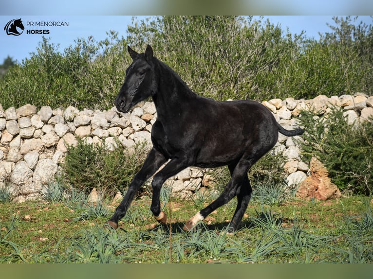 Menorcaanse Merrie 1 Jaar 160 cm Zwart in Menorca