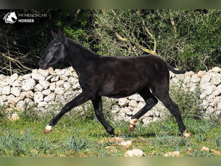 Menorcaanse Merrie 1 Jaar 160 cm Zwart in Menorca