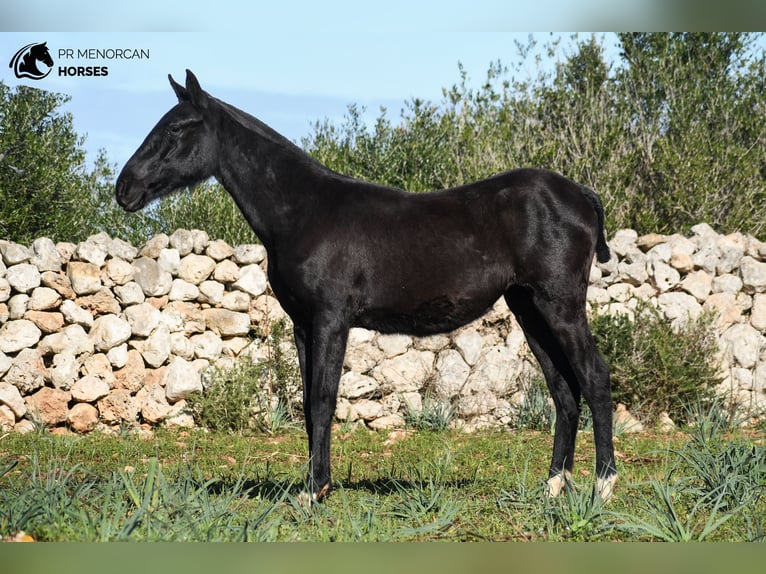 Menorcaanse Merrie 1 Jaar 160 cm Zwart in Menorca