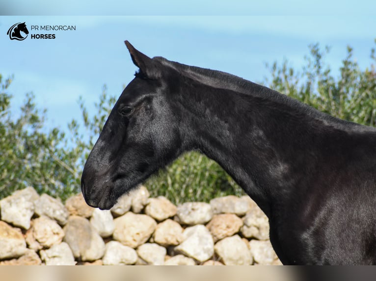 Menorcaanse Merrie 1 Jaar 160 cm Zwart in Menorca