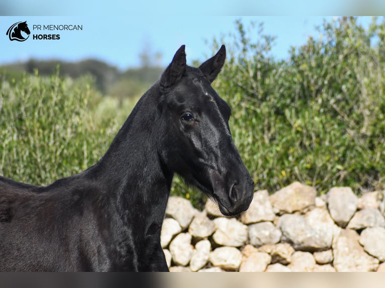 Menorcaanse Merrie 1 Jaar 160 cm Zwart in Menorca