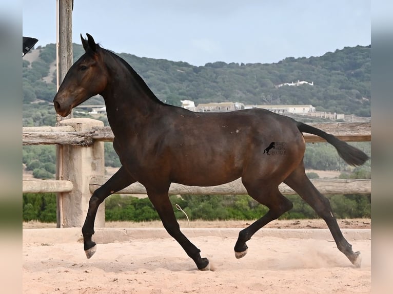 Menorcaanse Merrie 1 Jaar 162 cm Zwart in Menorca