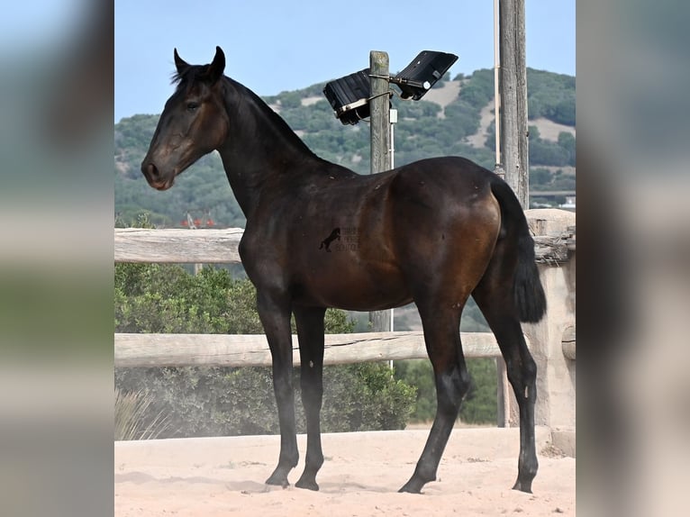 Menorcaanse Merrie 1 Jaar 162 cm Zwart in Menorca