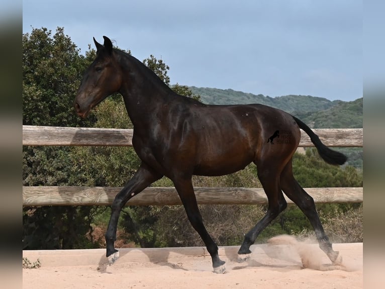 Menorcaanse Merrie 1 Jaar 162 cm Zwart in Menorca