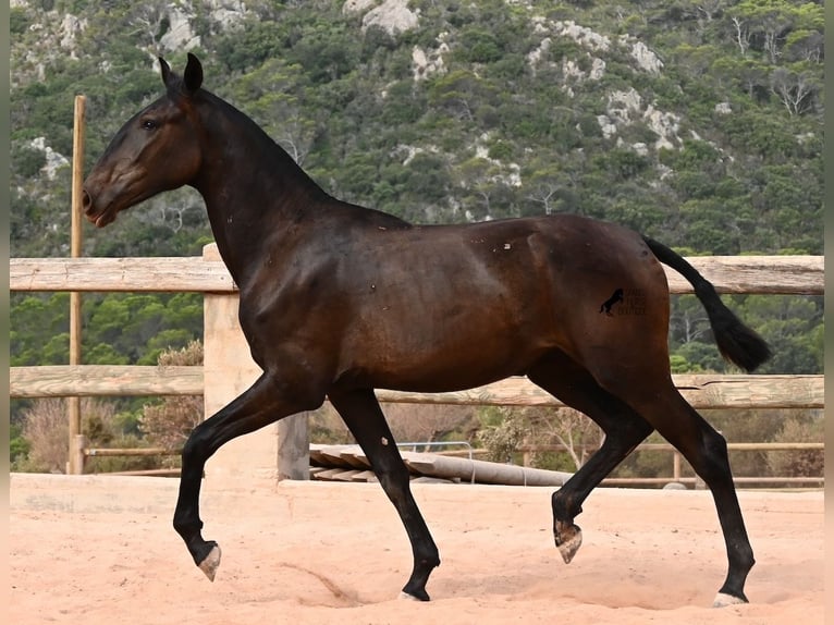 Menorcaanse Merrie 1 Jaar 162 cm Zwart in Menorca