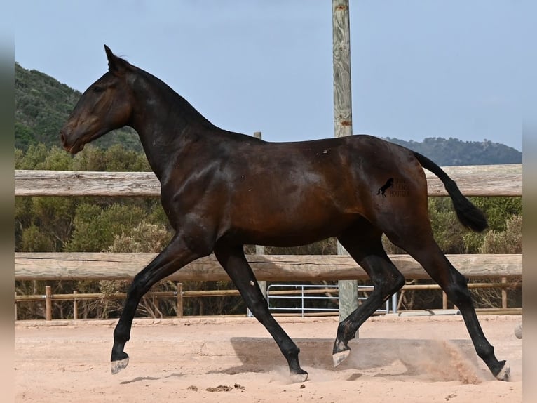 Menorcaanse Merrie 1 Jaar 162 cm Zwart in Menorca