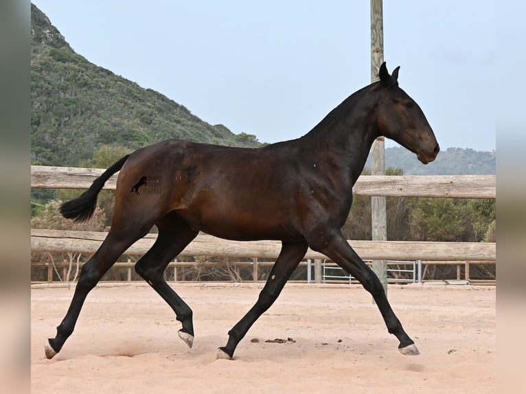 Menorcaanse Merrie 1 Jaar 162 cm Zwart in Menorca