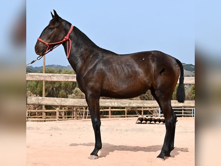 Menorcaanse Merrie 1 Jaar 162 cm Zwart in Menorca