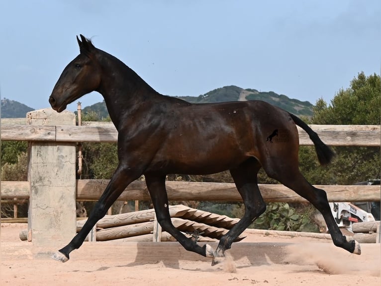Menorcaanse Merrie 1 Jaar 162 cm Zwart in Menorca