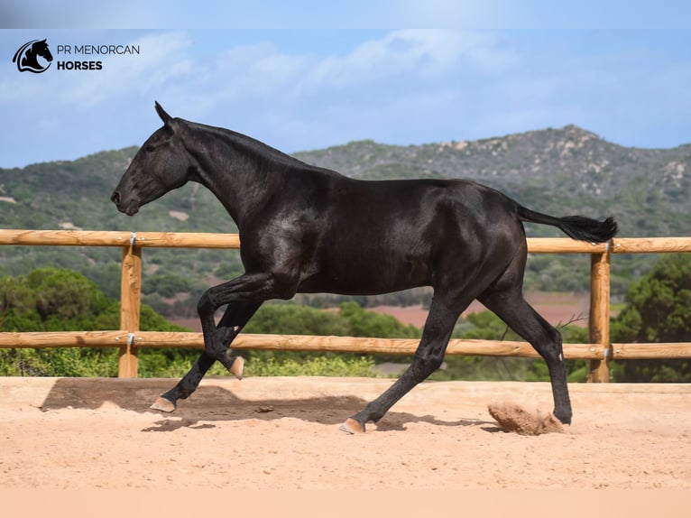 Menorcaanse Merrie 1 Jaar 162 cm Zwart in Menorca