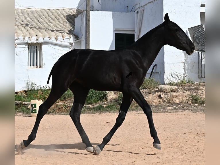 Menorcaanse Merrie 1 Jaar 162 cm Zwart in Menorca