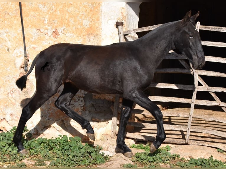 Menorcaanse Merrie 1 Jaar 162 cm Zwart in Menorca