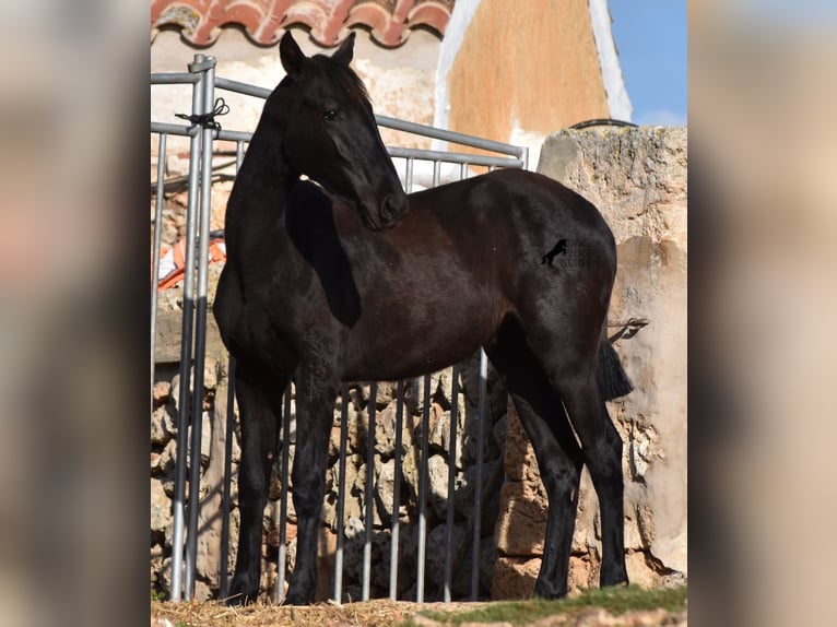 Menorcaanse Merrie 1 Jaar 162 cm Zwart in Menorca