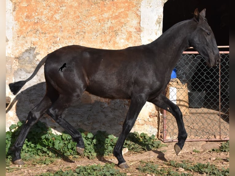 Menorcaanse Merrie 1 Jaar 162 cm Zwart in Menorca