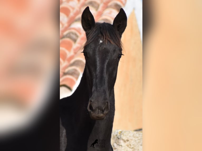 Menorcaanse Merrie 1 Jaar 162 cm Zwart in Menorca