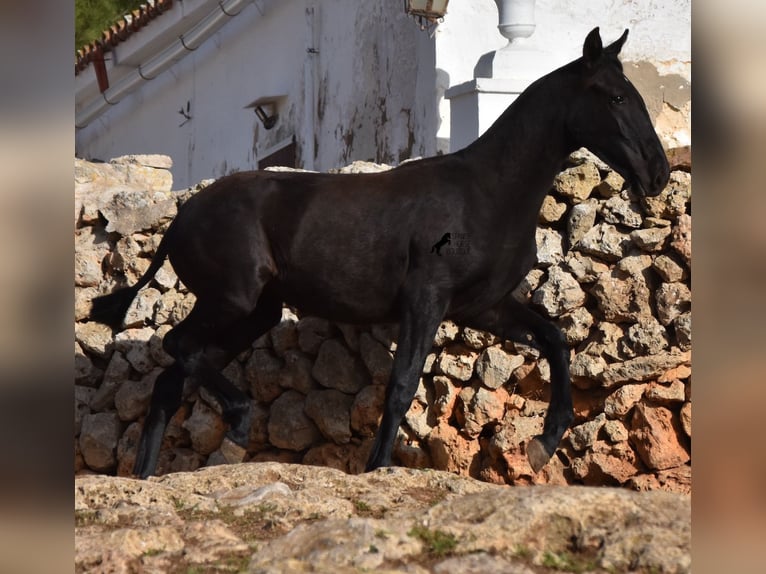 Menorcaanse Merrie 1 Jaar 162 cm Zwart in Menorca