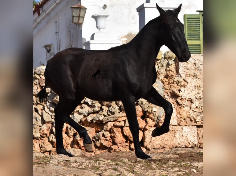 Menorcaanse Merrie 1 Jaar 162 cm Zwart in Menorca