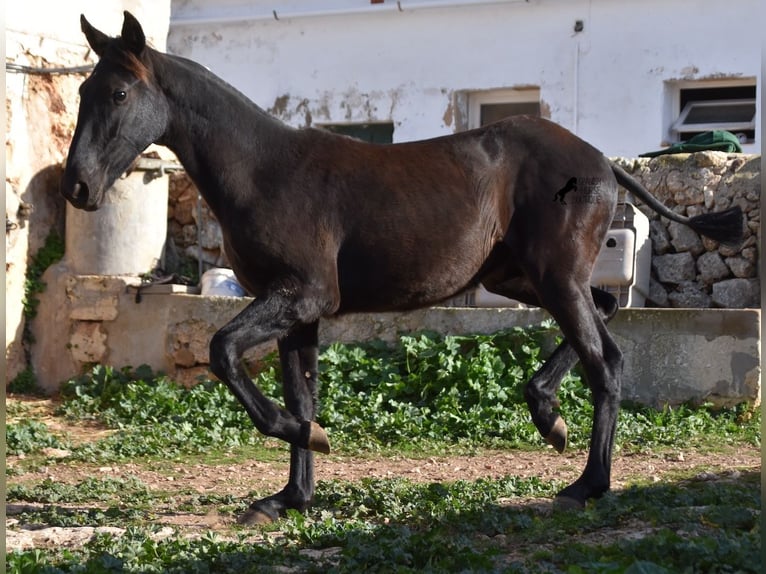 Menorcaanse Merrie 1 Jaar 162 cm Zwart in Menorca