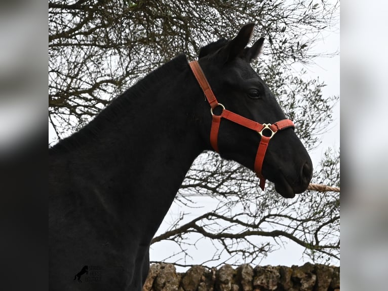 Menorcaanse Merrie 1 Jaar 163 cm Zwart in Menorca