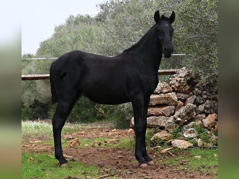 Menorcaanse Merrie 1 Jaar 163 cm Zwart in Menorca