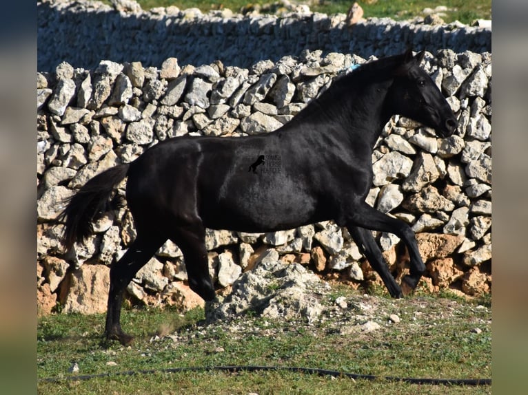 Menorcaanse Merrie 1 Jaar 163 cm Zwart in Menorca