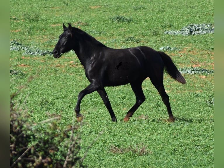 Menorcaanse Merrie 1 Jaar 163 cm Zwart in Menorca