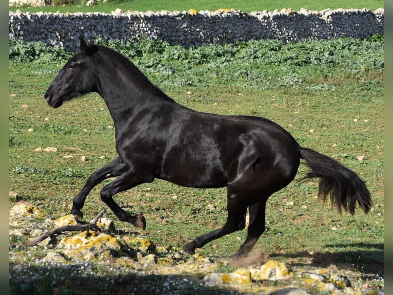 Menorcaanse Merrie 1 Jaar 163 cm Zwart in Menorca