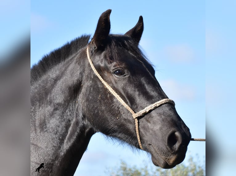 Menorcaanse Merrie 1 Jaar 163 cm Zwart in Menorca