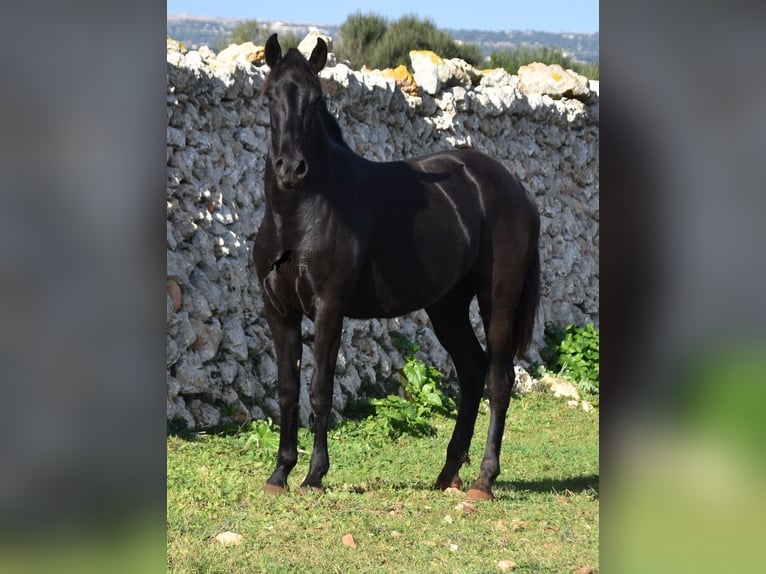 Menorcaanse Merrie 1 Jaar 163 cm Zwart in Menorca