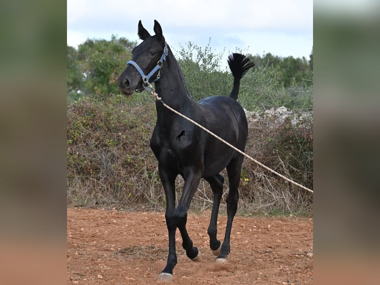 Menorcaanse Merrie 1 Jaar 165 cm Zwart in Menorca