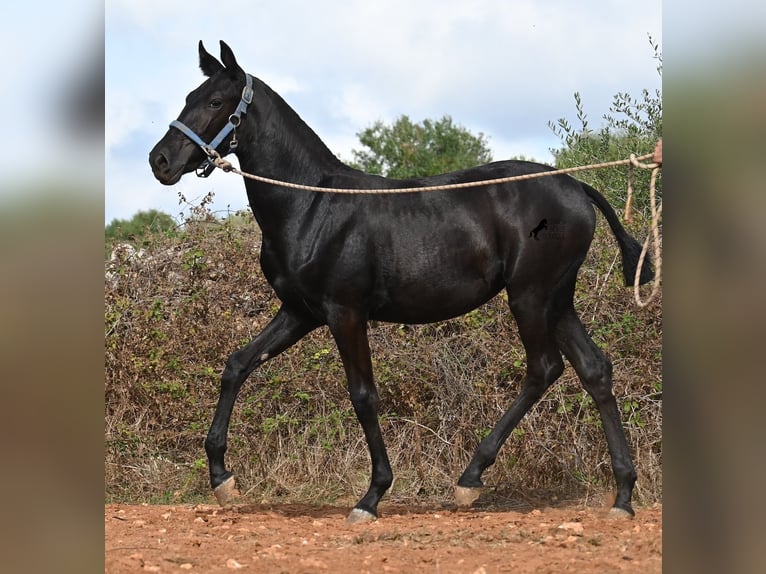 Menorcaanse Merrie 1 Jaar 165 cm Zwart in Menorca