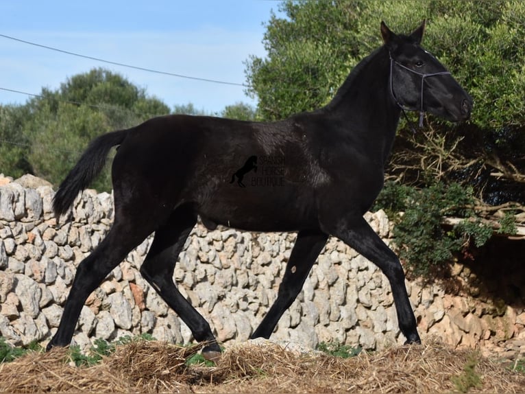 Menorcaanse Merrie 1 Jaar 165 cm Zwart in Menorca