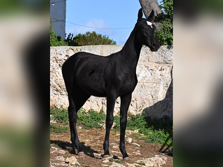 Menorcaanse Merrie 1 Jaar 165 cm Zwart in Menorca