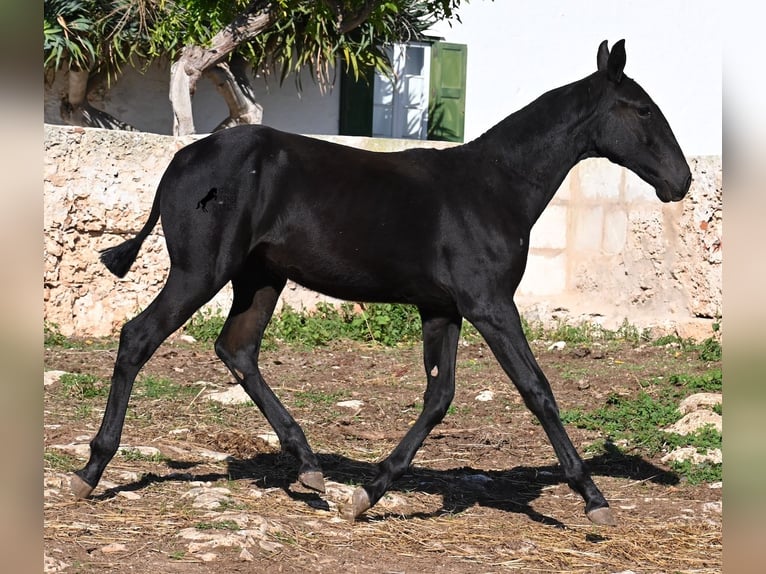 Menorcaanse Merrie 1 Jaar 165 cm Zwart in Menorca
