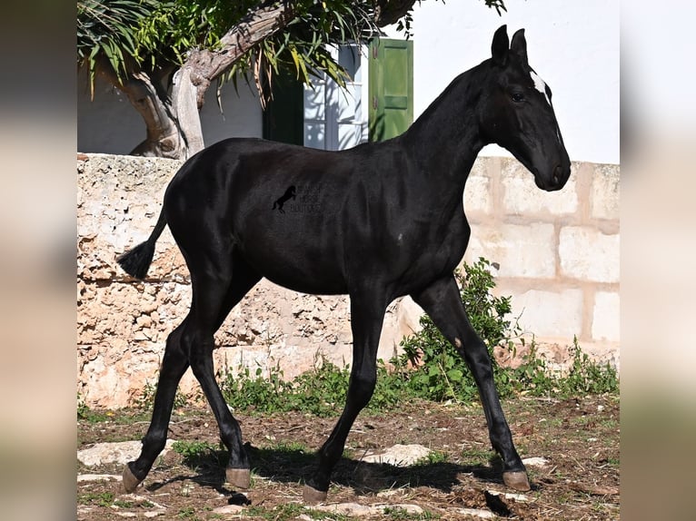 Menorcaanse Merrie 1 Jaar 165 cm Zwart in Menorca
