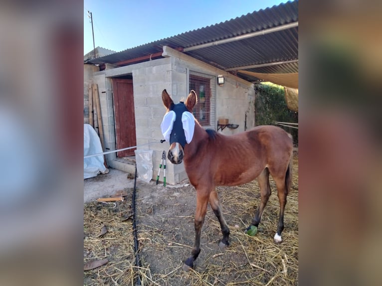 Menorcaanse Mix Merrie 1 Jaar Roodbruin in Llucmajor