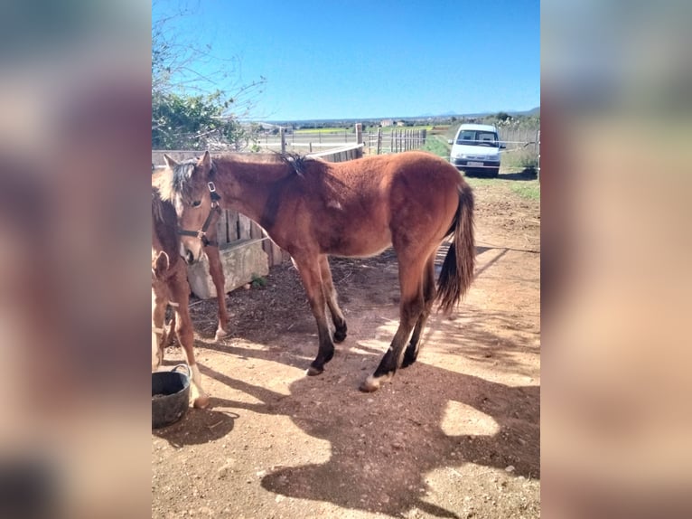 Menorcaanse Mix Merrie 1 Jaar Roodbruin in Llucmajor