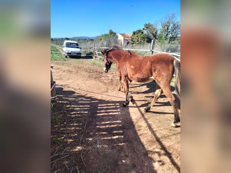 Menorcaanse Mix Merrie 1 Jaar Roodbruin in Llucmajor