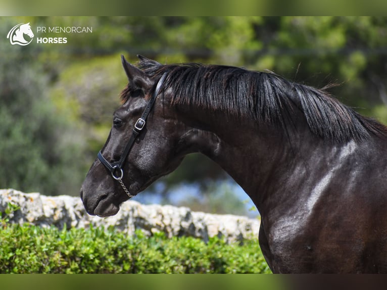 Menorcaanse Merrie 2 Jaar 154 cm Zwart in Menorca