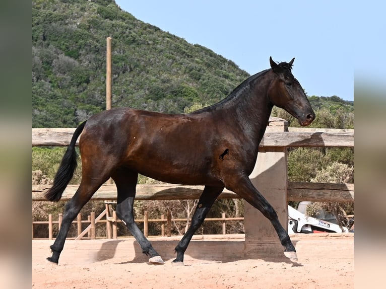 Menorcaanse Merrie 2 Jaar 154 cm Zwart in Menorca
