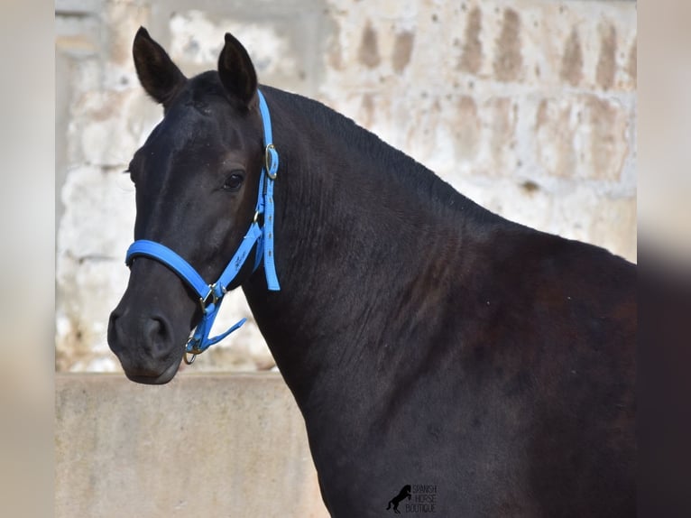 Menorcaanse Merrie 2 Jaar 155 cm Zwart in Menorca