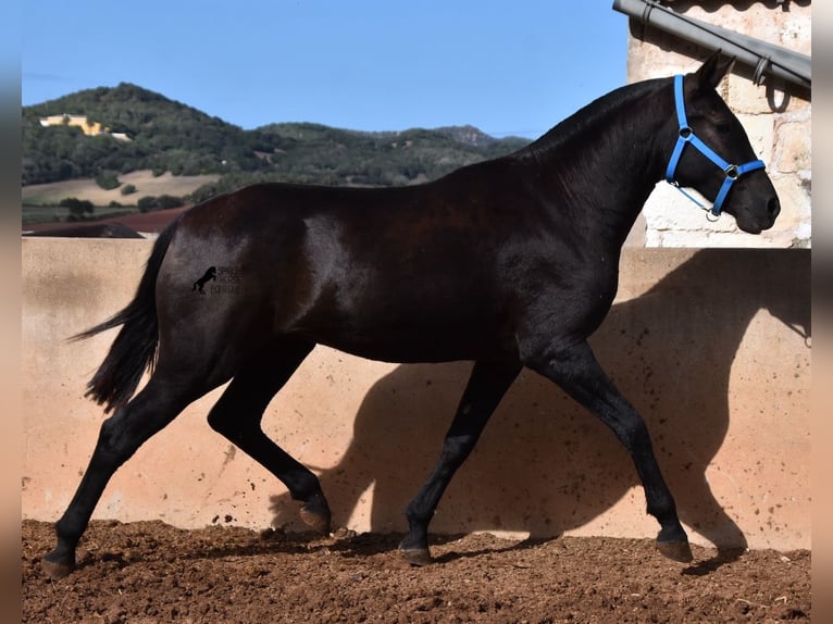 Menorcaanse Merrie 2 Jaar 155 cm Zwart in Menorca