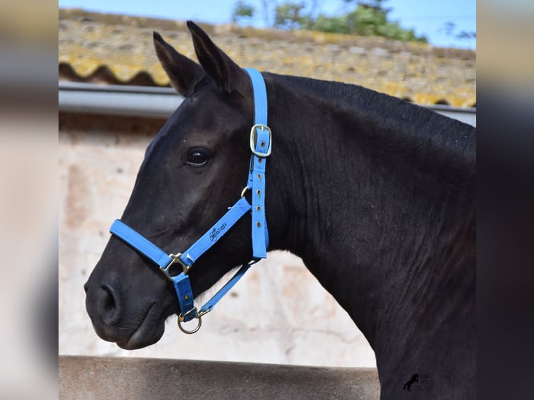 Menorcaanse Merrie 2 Jaar 155 cm Zwart in Menorca