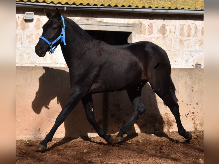 Menorcaanse Merrie 2 Jaar 155 cm Zwart in Menorca