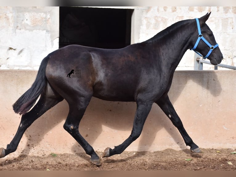 Menorcaanse Merrie 2 Jaar 155 cm Zwart in Menorca