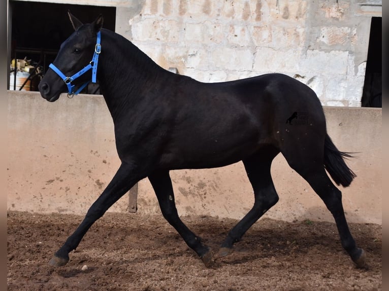 Menorcaanse Merrie 2 Jaar 155 cm Zwart in Menorca